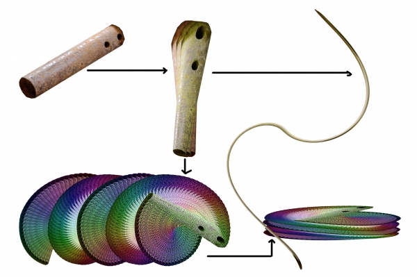 Creation of Species: Step 4